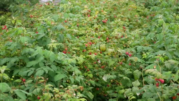 Muchos arbustos que crecen frambuesas rojas maduras — Vídeos de Stock
