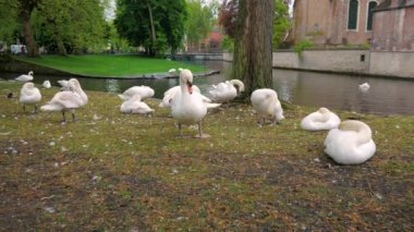Nehir kanalı yakınındaki yeşil çim çim üzerinde tüyleri Temizleme kuğu sürüsü