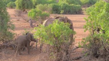 Kenya Samburu çalıların yürüyüş bebek ile Afrika fili rezerv