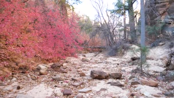 Rörelse framåt torkade flodbädden omgivet av röda buskar och träd i Canyon — Stockvideo