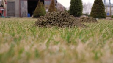 Yığınlar yeşil çim kıştan sonra bahar benler tarafından yapılan toprak bir görünüm