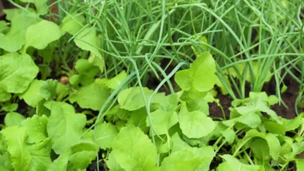 Movimiento en invernadero Vista de cerca de lechuga verde y cebolla — Vídeos de Stock