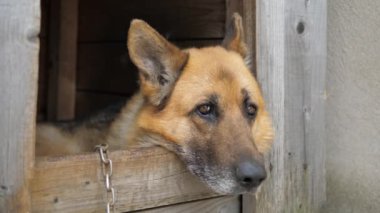 Alman çoban köpek kulübesinde yüzünü gizleme hüzünlü gözleri ile görünümünü kapat
