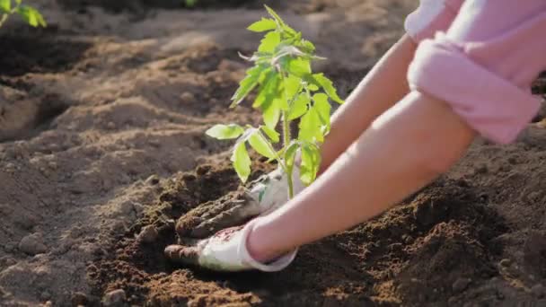 A Farmers Hands Hoeing The Soil Around The Tomato Seedling — Stock Video