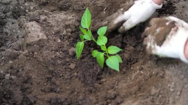 Las manos de los agricultores para aflojar el suelo alrededor y plantar plántulas de tomates — Vídeo de stock