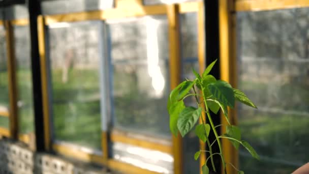 Um agricultor mãos detém uma planta cultivada de sementes de tomate na estufa — Vídeo de Stock