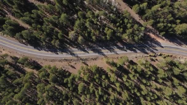 Unidade do veículo na estrada do asfalto que cruza uma floresta enorme do pinheiro em um dia ensolarado do verão — Vídeo de Stock