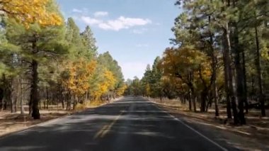 Grand Canyon Parkı 'nda Sonbahar güneşli bir günde Çam Ormanı' nda Yola Çıkmak