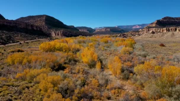 Aérea sobre un lecho de río donde los árboles con follaje amarillo crecen en un día soleado de otoño — Vídeos de Stock