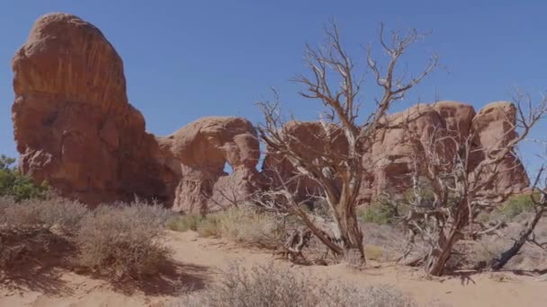 オレンジ色のロッキーモノリスを背景にした熱い砂漠の枯れ木 — ストック動画