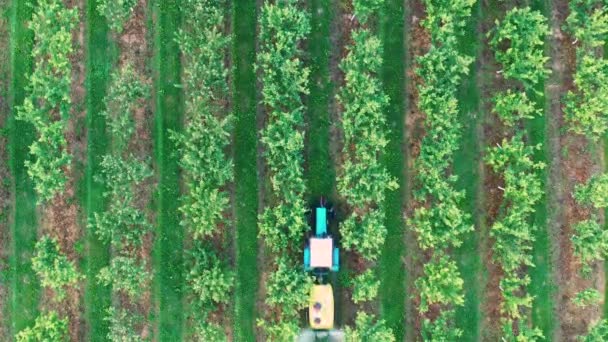 除草剤や農薬を使用した庭でリンゴの木をスプレーするトラクター空中 — ストック動画
