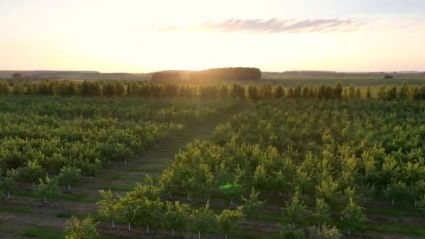 Vista aérea del floreciente huerto de manzanas contra los cálidos rayos del atardecer — Vídeos de Stock