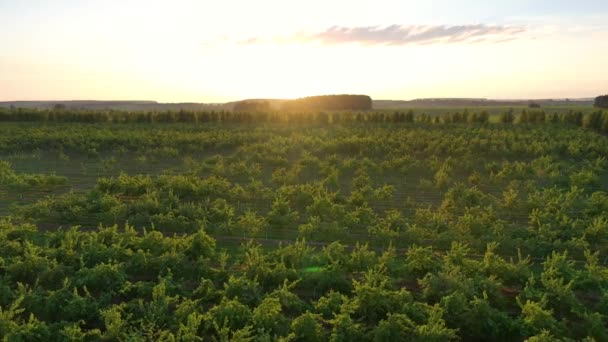 Vista aérea do jardim de maçã florescendo no campo contra os raios quentes do por do sol — Vídeo de Stock