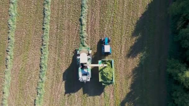 Harvester verzamelt eigen gras en giet het in trekker aanhangwagen bovenaanzicht — Stockvideo
