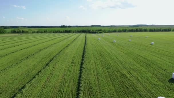 Campo agricolo con erba Mown e fieno rotoli avvolti nel pacchetto per Haylage — Video Stock