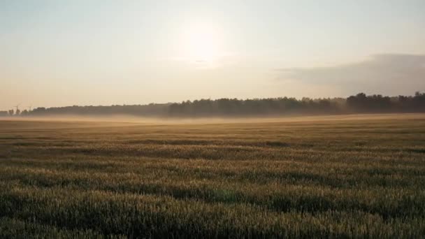 Luchtfoto over een veld van het groeien van tarwe bij zonsopgang tegen zonsondergang met mist en nevel — Stockvideo