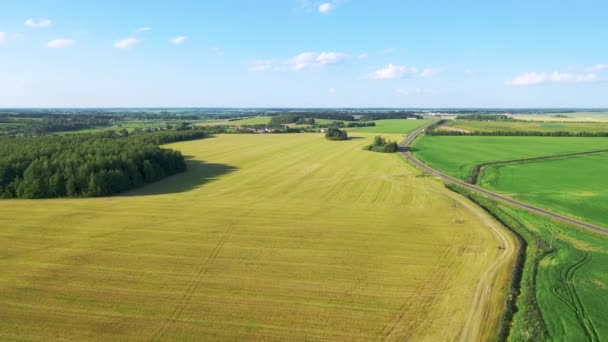 Πετώντας πάνω από ένα πράσινο αγροτικό πεδίο με την καλλιέργεια δημητριακών Καλλιέργειες σε μια καλοκαιρινή ηλιόλουστη μέρα — Αρχείο Βίντεο