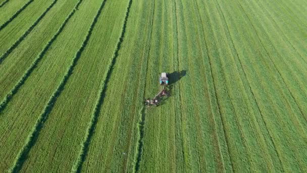 Trator agrícola com Tedder transforma o feno no campo agrícola para secagem — Vídeo de Stock