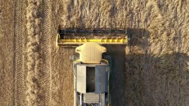 Farm Harvester συλλέγει ώριμα αυτιά του σιταριού με Reaper Reel Aerial Top View — Αρχείο Βίντεο