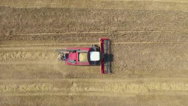 Farm Harvester Collects Ripe Wheat Ears Of Grain In Rural Field Aerial Top View — 비디오