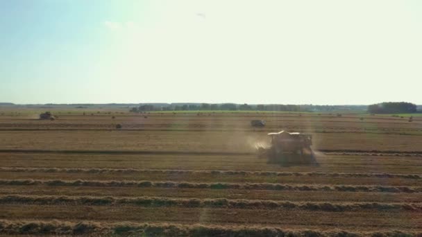 Combine Harvester Collect Wheat Grain In A Rural Golden Field Aerial View — Stock Video