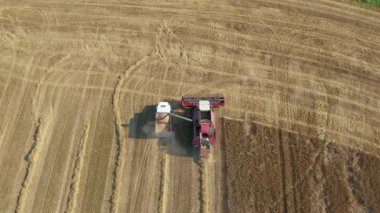 Çiftlik Taze hasat edilen buğdayları traktör römorkuna boşaltıyor