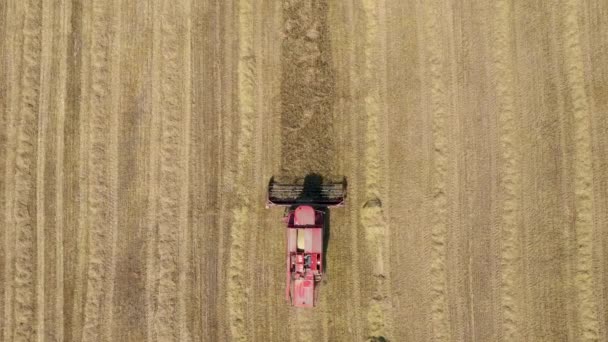 Kombajn rolniczy zbiera dojrzałe uszy pszenicy ziarna na polu wiejskim Aerial Top View — Wideo stockowe
