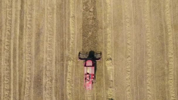 Erntemaschine sammelt reife Weizenähren im ländlichen Feld Luftaufnahme — Stockvideo