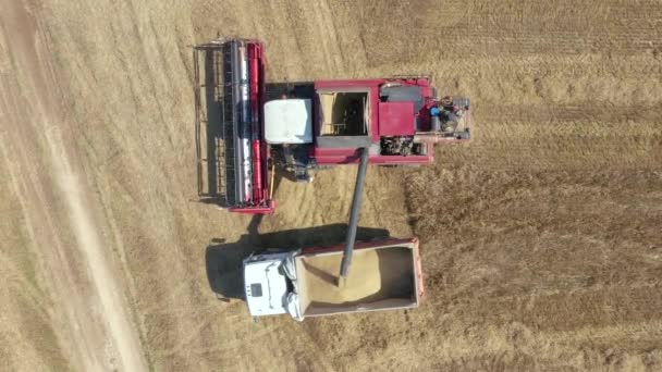 Farm Combine Pours Freshly Harvested Wheat Grain into The Truck Trailer Aerial — стоковое видео