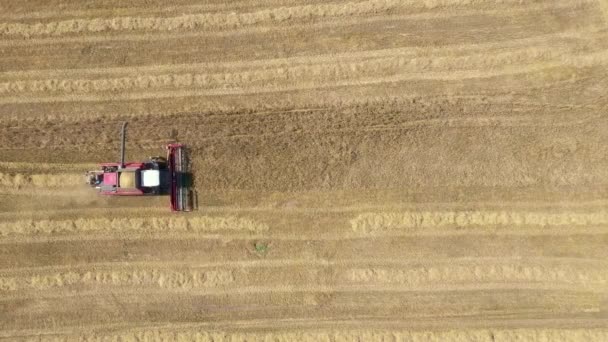 Kombajn rolniczy zbiera dojrzałe uszy pszenicy ziarna na polu wiejskim Aerial Top View — Wideo stockowe