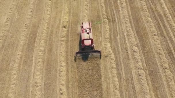 Farm Harvester recoge orejas de trigo maduro de grano en vista aérea de campo rural — Vídeos de Stock