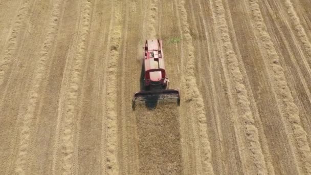 Farm Harvester samlar mogna vete öron spannmål på landsbygden Flygfoto — Stockvideo