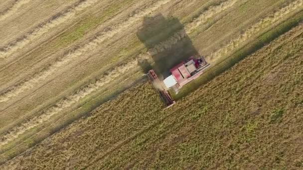 Combine Harvest Ripe Grain Crop In Agricultural Field At Sunset Aerial View — стокове відео