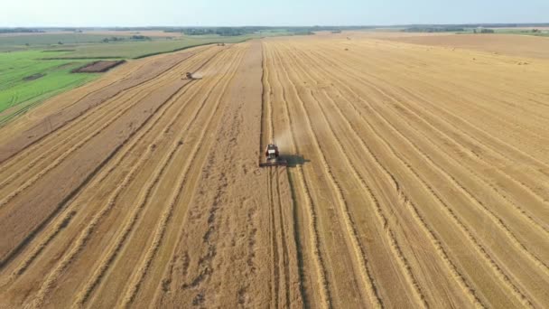 Combina mietitori Raccolgono grano sul campo agricolo di colore dorato aerea — Video Stock