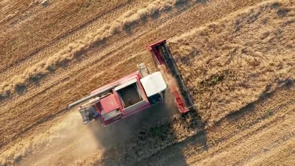 Combine la cosecha de granos de trigo maduros en el campo agrícola al atardecer Vista aérea — Vídeos de Stock