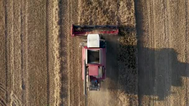 Kombajn zbiera dojrzałą pszenicę ziarna w polu rolnym Aerial Top View — Wideo stockowe
