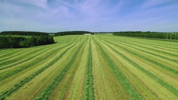 Voorwaarts vliegen over een landelijk veld met vers gemaaid gras voor landbouwdoeleinden — Stockvideo