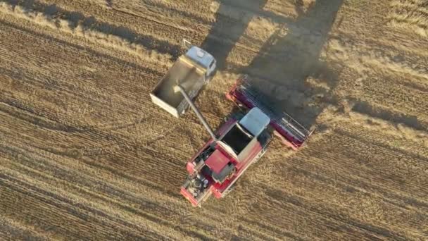 Farm Combine Pours Freshly Harvested Wheat Grain Into The Truck Trailer Aerial — Stock Video