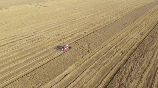 Farmer On Combine Harvest Ripe Wheat Grain In Agricultural Field Aerial View — Stock Video