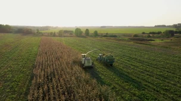 Cosechadora cosechadora agrícola cosecha maíz y lo vierte en un remolque tractor — Vídeo de stock