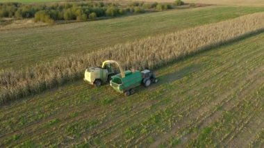 Olgunlaşmış mısırı tarlada topla ve traktör römorkuna boşalt.