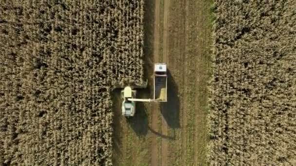 空中トップビュー収穫機は、熟したトウモロコシ畑を収集し、トラクタートレーラーに注ぎます — ストック動画