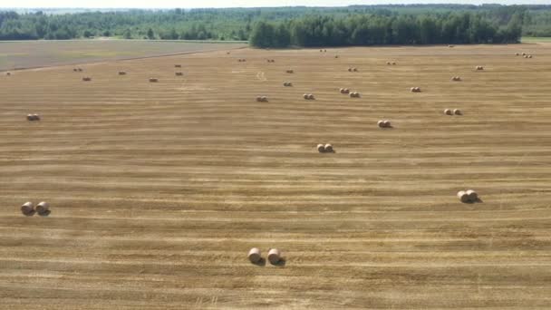 Landelijk veld met ronde hopen stro verzameld in rollen na het combineren van antenne — Stockvideo