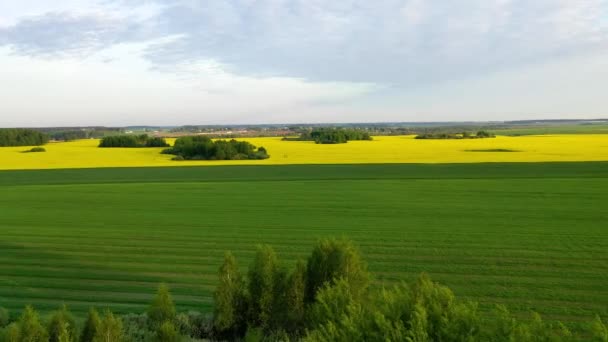 Luchtvlieg over een groen veld van rijpende tarwe en dan over een gele koolzaad — Stockvideo