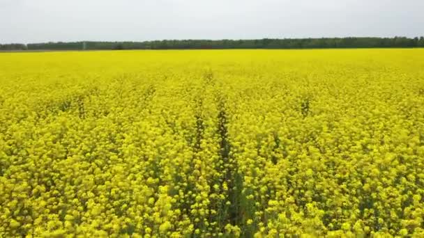 Voar aéreo sobre o campo de colza florescendo amarelo brilhante em uma Primavera da Europa — Vídeo de Stock