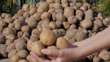 Farmer Woman Holds Up A Handful Of Potato Tubers From The Fresh Harvest