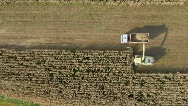 Vista aérea cosechadora cosechadora recoger maíz maduro en el campo y verter en remolque — Vídeo de stock