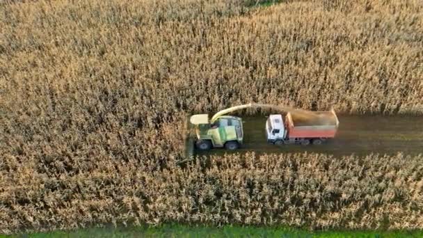 Aerial View Harvester Collect Ripe Corn In Field And Pour It In Truck Trailer — Stok Video