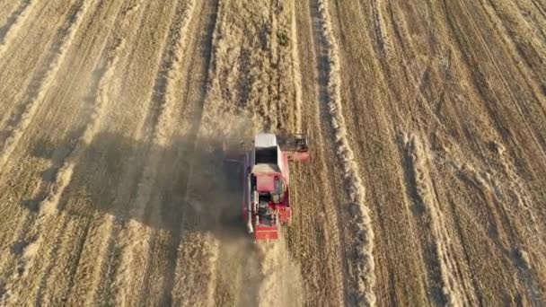 Combine Harvester Collects Ripe Cereal Grain In Agricultural Field Aerial View — Stock Video