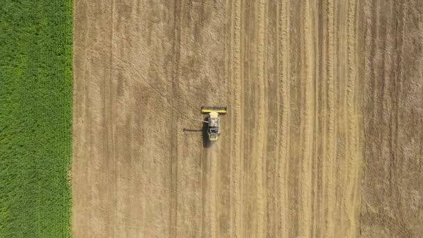 Combiner la moissonneuse-batteuse collecte le grain de blé dans un champ agricole Vue aérienne du dessus — Video